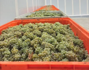 ASAE apreensão de uvas