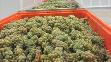 ASAE apreensão de uvas