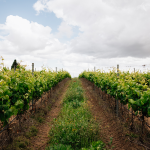 Ervideira faturação