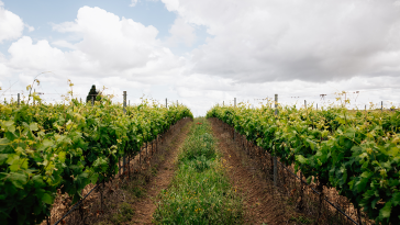 Ervideira faturação