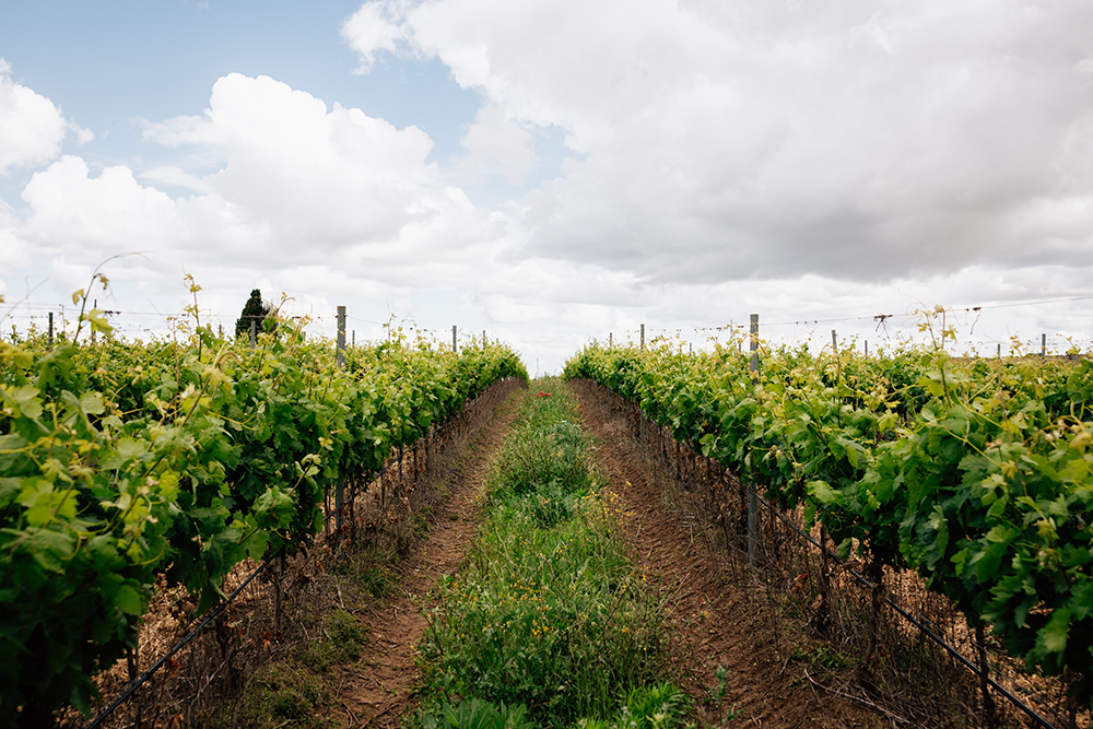 Ervideira faturação