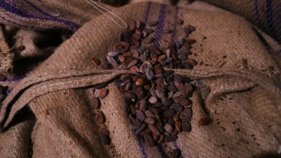 Bean to Bar Portugal chocolate