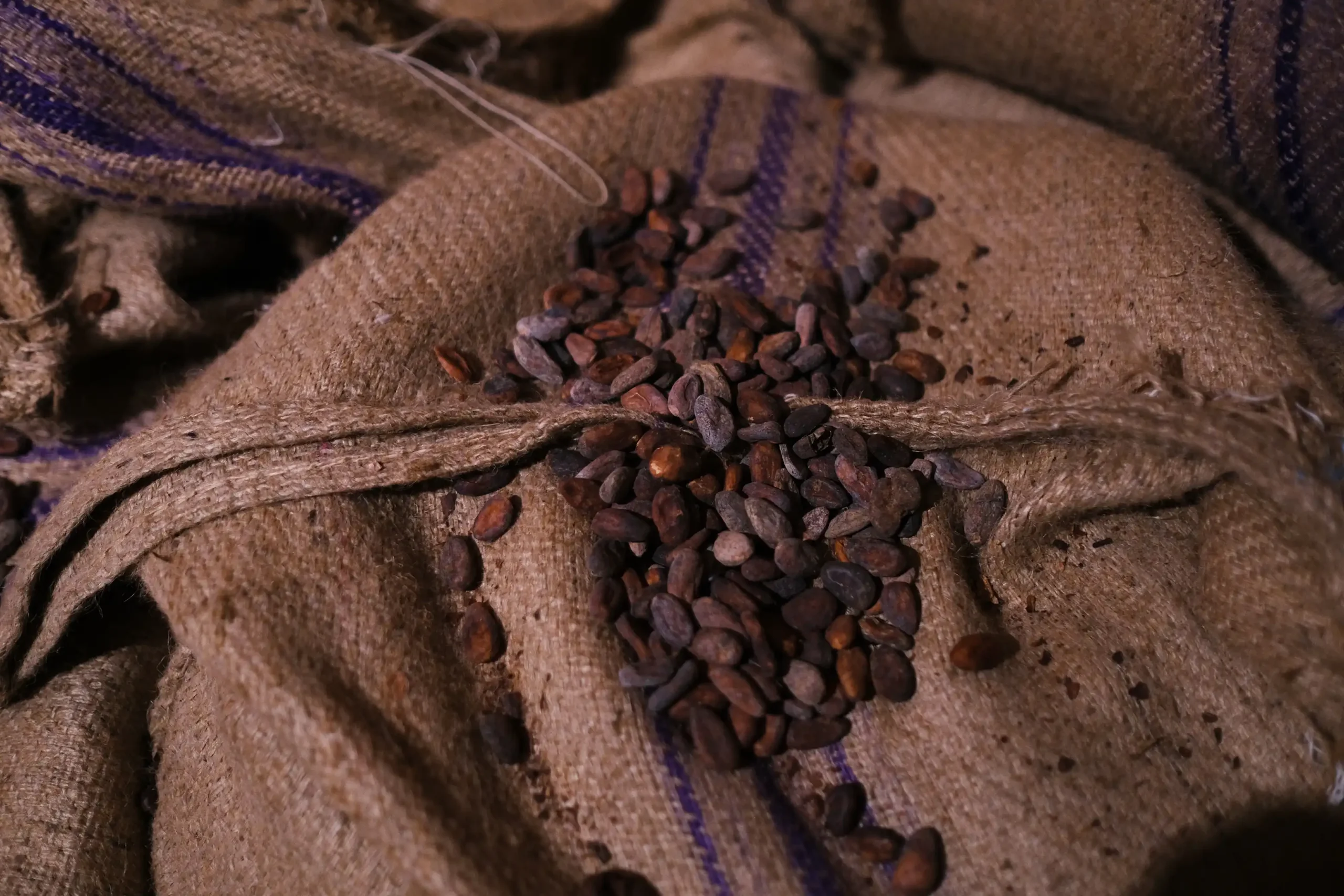 Associação Bean to Bar Portugal promove transparência e sustentabilidade no sector do chocolate