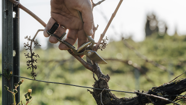 Quinta do Sampayo Enoturismo