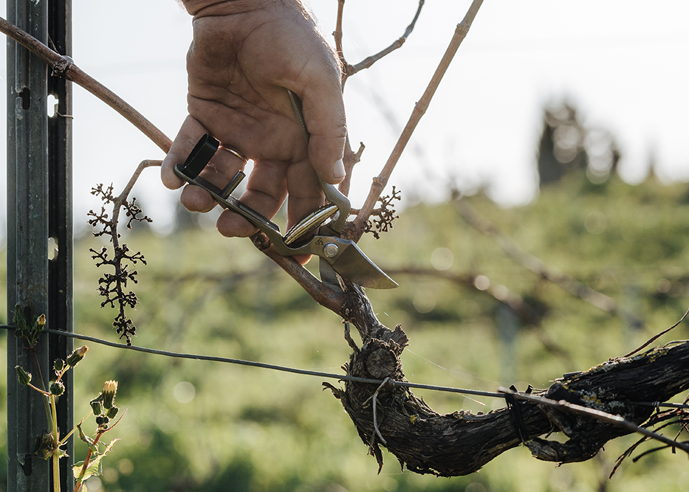 Quinta do Sampayo Enoturismo