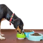 Alimentação pet