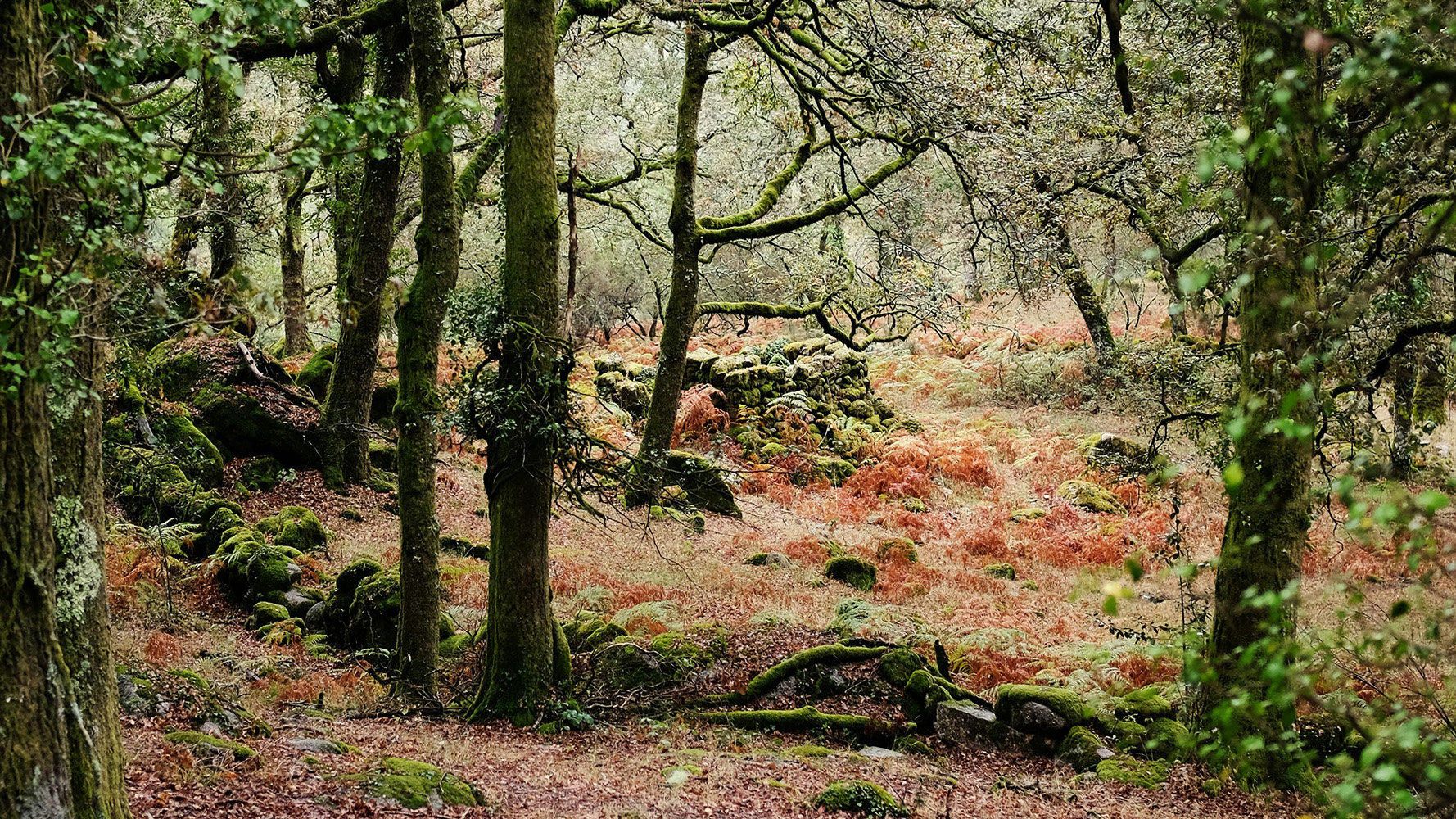 Bel Portugal junta-se à iniciativa Re-Store Portugal para apoiar o restauro ecológico do Gerês
