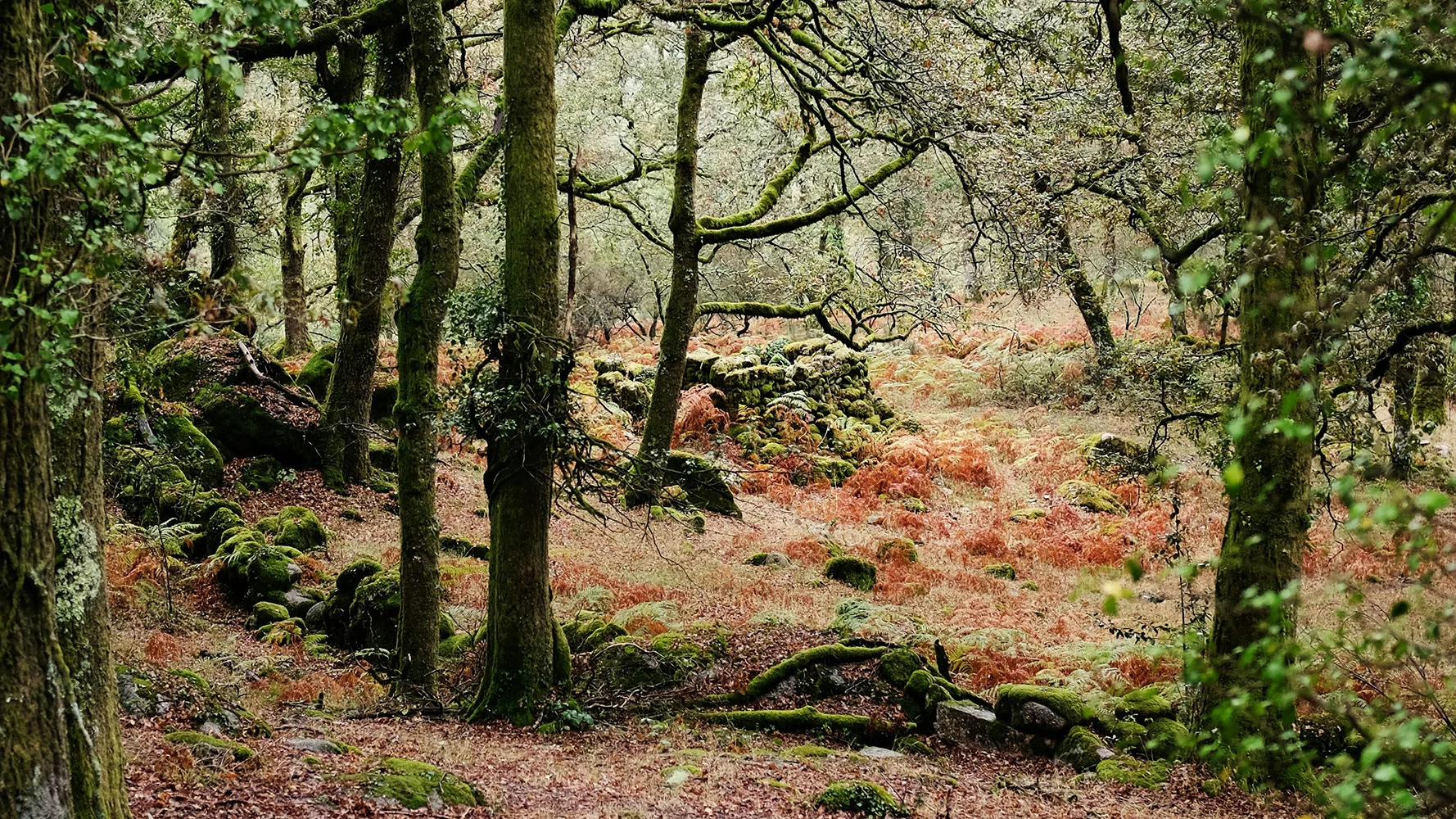 Área florestal em Portugal com árvores cobertas de musgo e vegetação natural, integrada em projeto de preservação ambiental