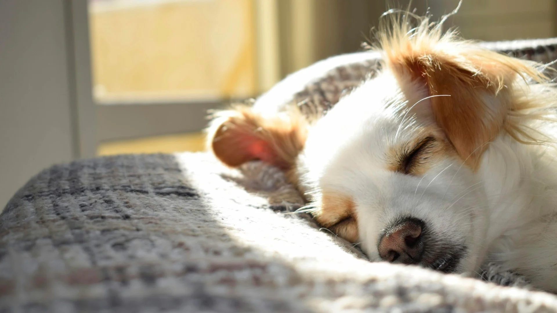 Cão de pequeno porte a dormir tranquilamente sobre uma manta junto a uma janela, iluminado pela luz natural do sol, transmitindo conforto, bem-estar e tranquilidade no ambiente doméstico