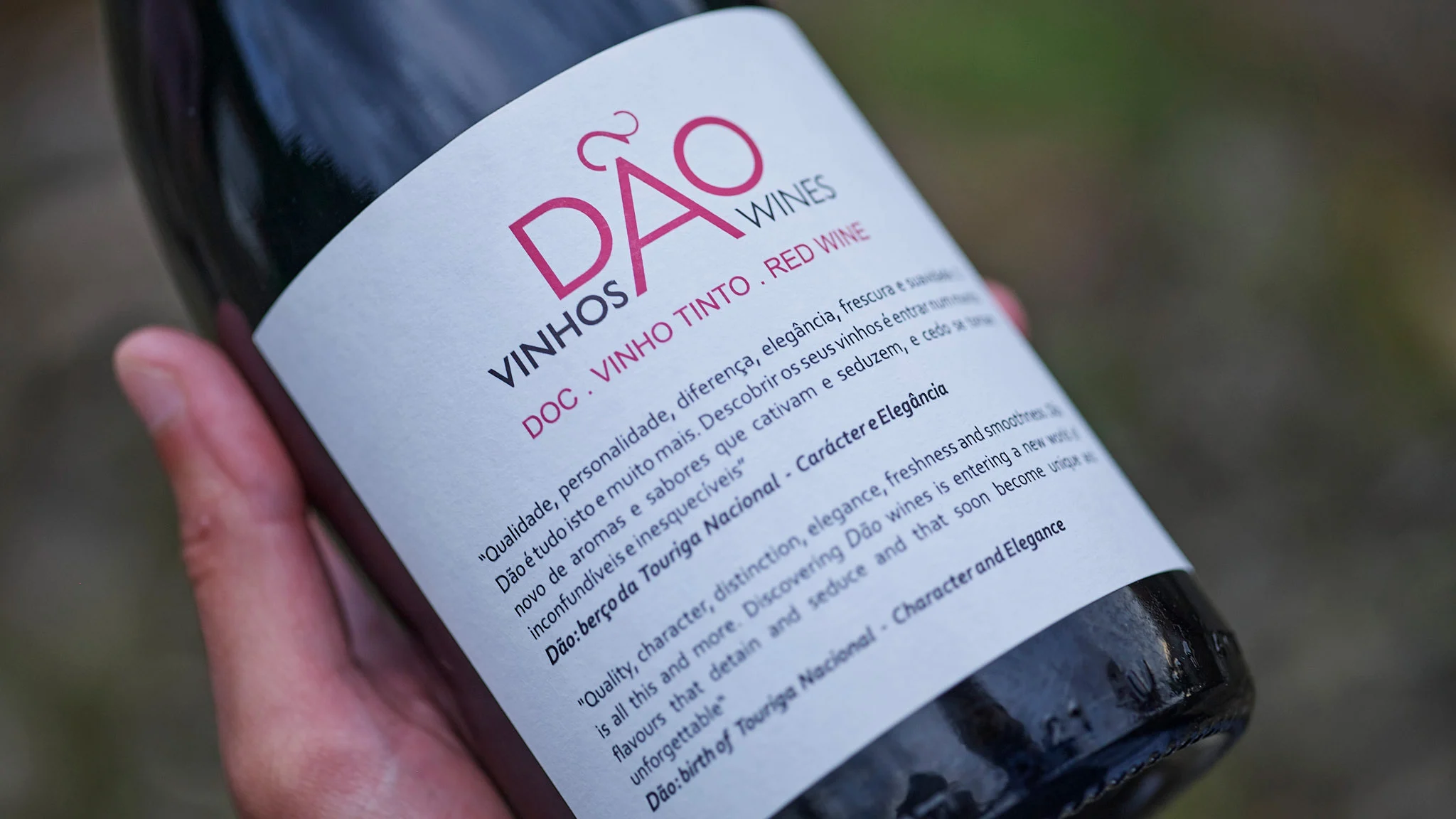 Região do Dão prevê aumento até 5% na produção de vinho em 2026