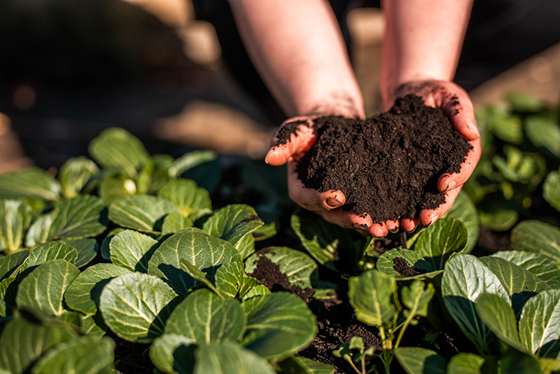 regenerative organic farmer, working with cows on a cattle farm in the yards and field while also studying soil samples and plant growth in a farm. practicing sustainable agriculture