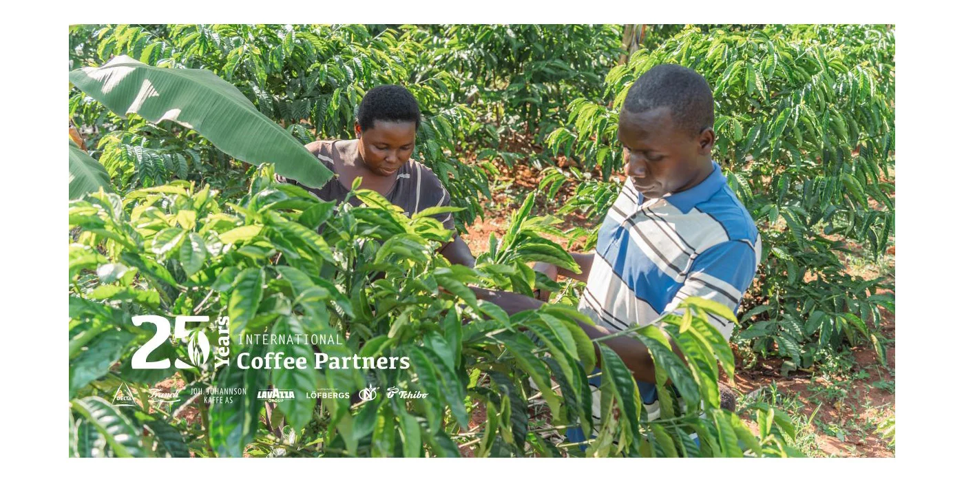 International Coffee Partners investe 25 milhões de euros em 25 anos para transformar produção de café