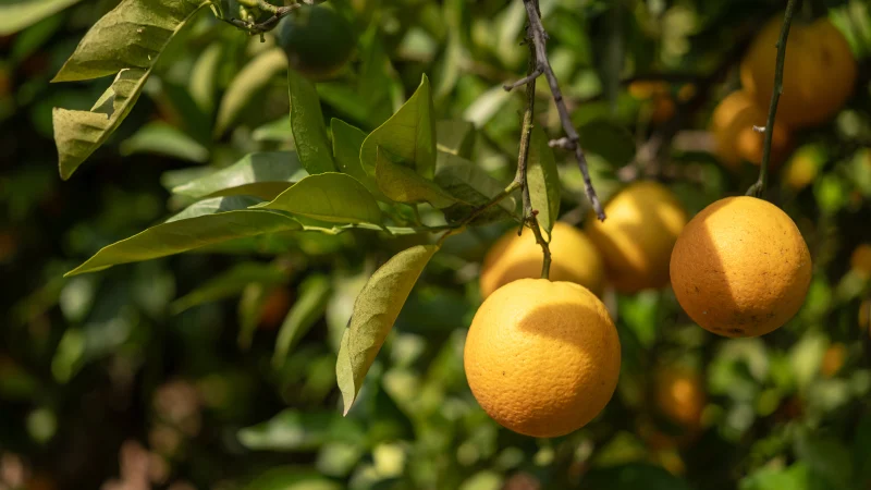 Citrinos do Algarve IGP querem conquistar consumidores europeus