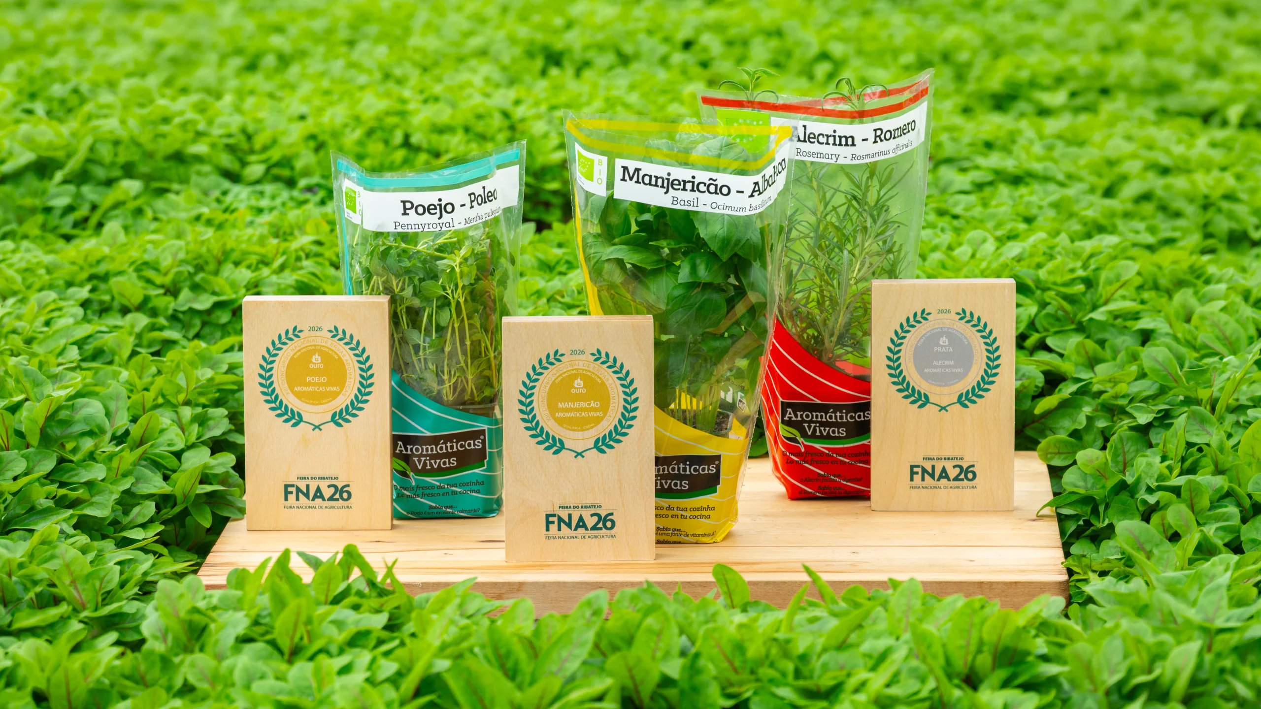 Aromáticas Vivas