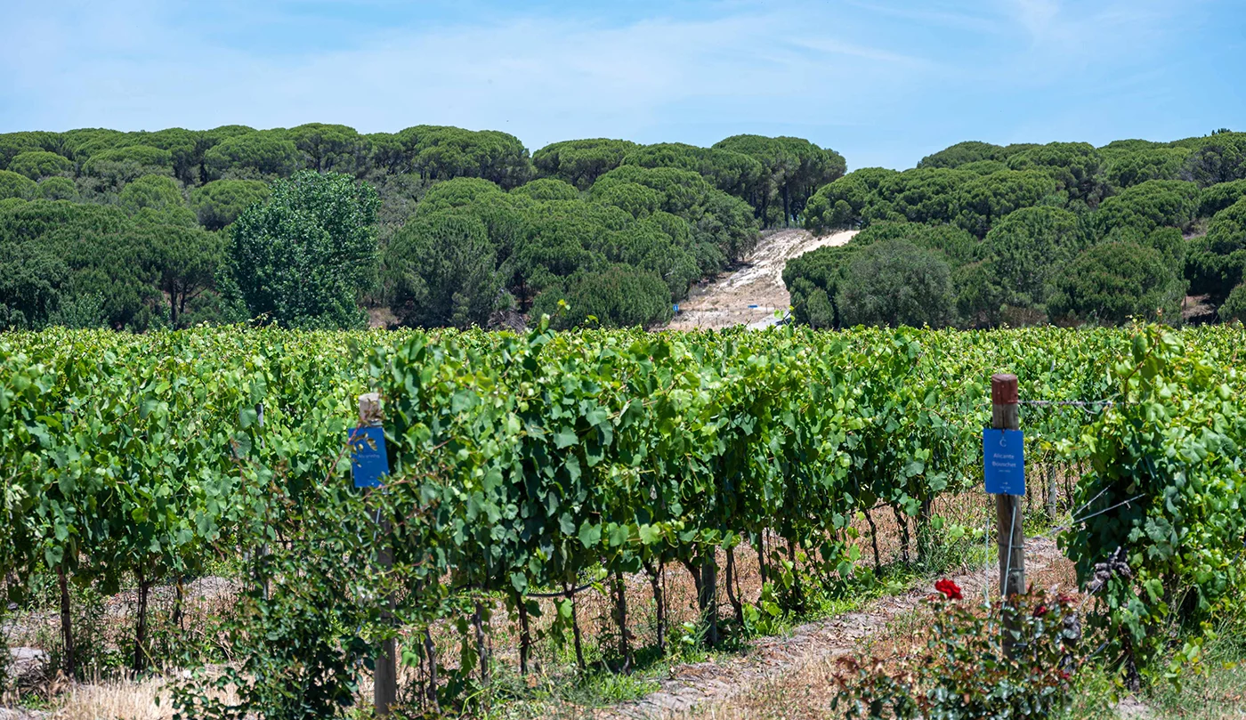 Adega da Herdade da Comporta redefine posicionamento e portefólio de vinhos