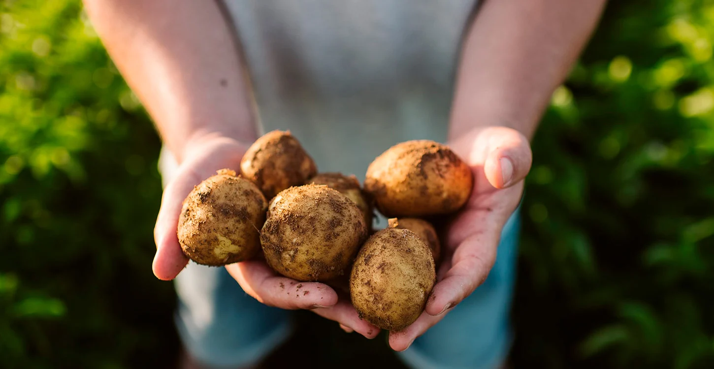 Pessoa segura várias batatas acabadas de colher com as mãos sujas de terra