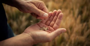Mãos seguram grãos de trigo num campo de cereais