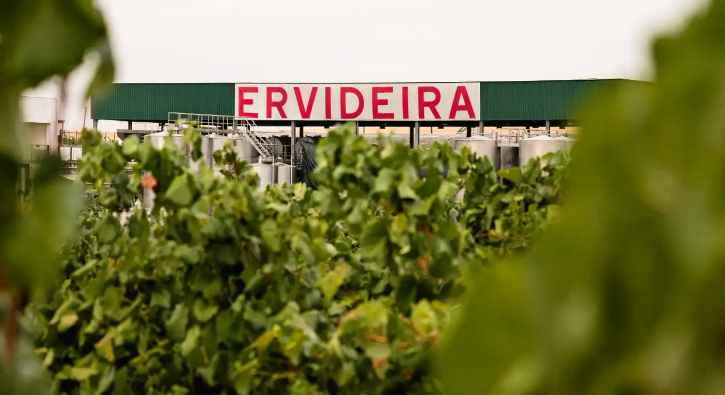 Instalações da Ervideira vistas por entre folhas de videira