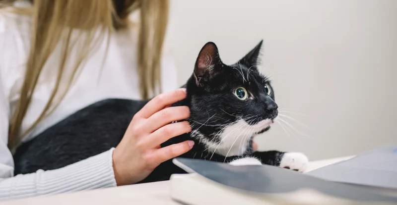 Nestlé reforça produção da Purina na Tailândia