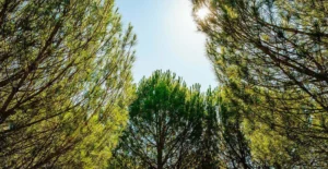 Árvores com folhagem verde emolduram o céu azul, com o sol a brilhar no topo