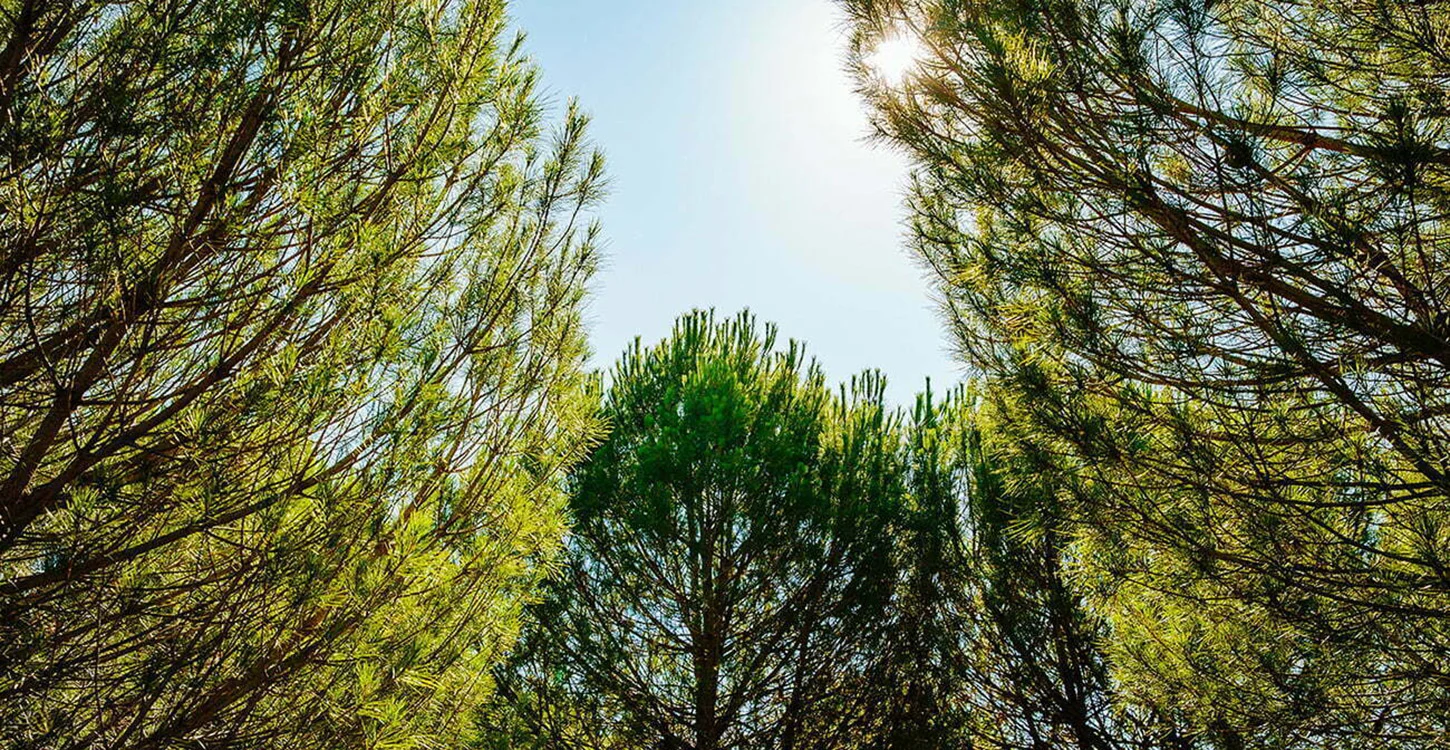 Árvores com folhagem verde emolduram o céu azul, com o sol a brilhar no topo