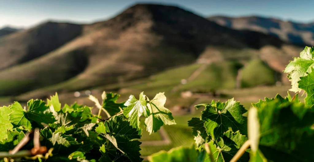 Sogrape reduz emissões em 25% desde 2021