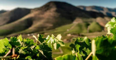 Sogrape reduz emissões em 25% desde 2021