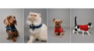 Quatro animais: cão salsicha e gato persa com acessórios azuis, Yorkshire de vermelho e gato preto e branco com camisola vermelha