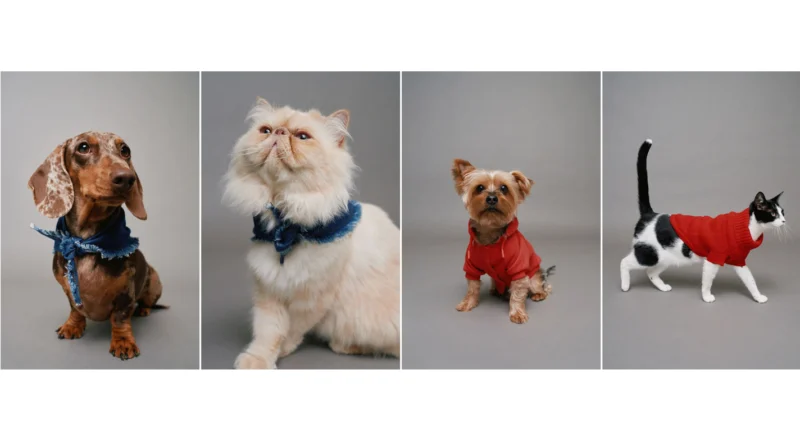 Salsa Jeans e ZU reforçam parceria com nova coleção para animais de estimação
