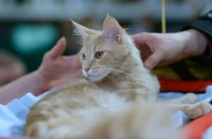 Gato de pelo comprido a ser segurado por uma pessoa